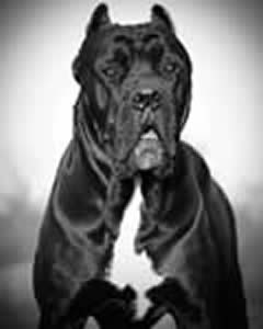 DDDawgs Smooch Great grandfather